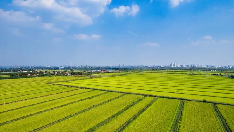 绿色食品标签真伪辨析：揭秘查询方法与技巧