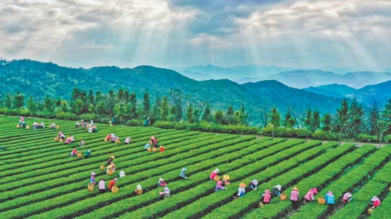 粮食种植区域划分：科学规划，提高产出**
