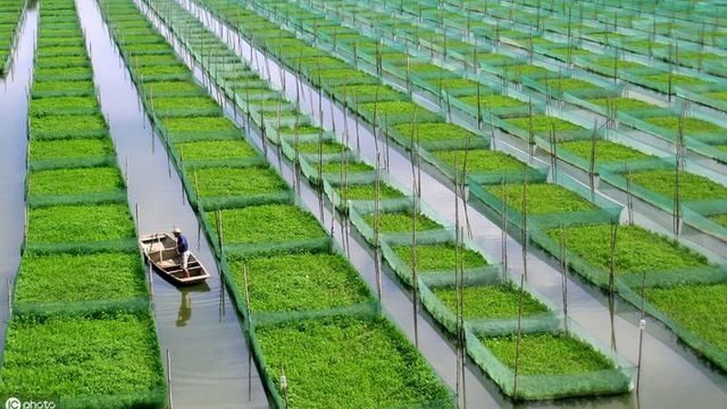 微量元素肥在农业种植中的关键作用**
