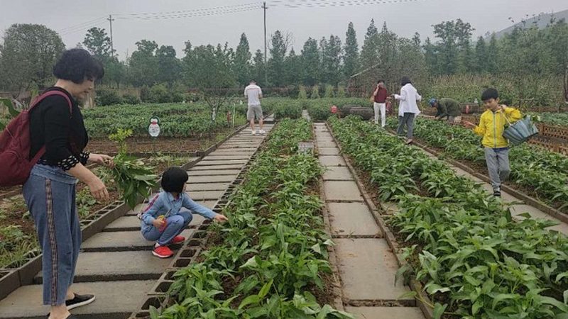 无土农业种植系统：揭秘高效农业的未来趋势