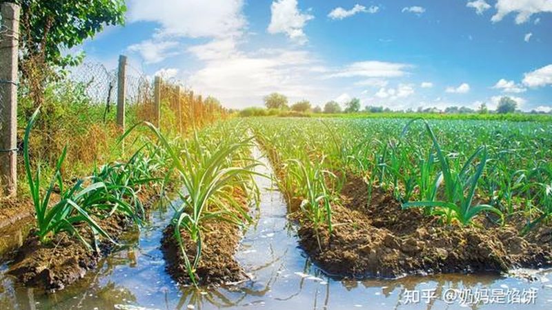 智慧农业种植系统：引领未来农业发展的十大品牌解析