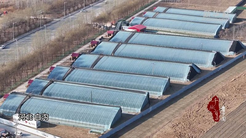 土壤修复不是施肥这么简单——茶园生态重建的底层逻辑