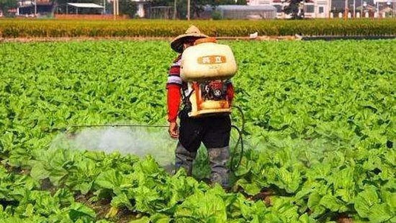 有机蔬菜社区团购，如何挑选更放心？**